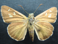 Adult Female Upper of Dingy Grass-skipper - Toxidia peron